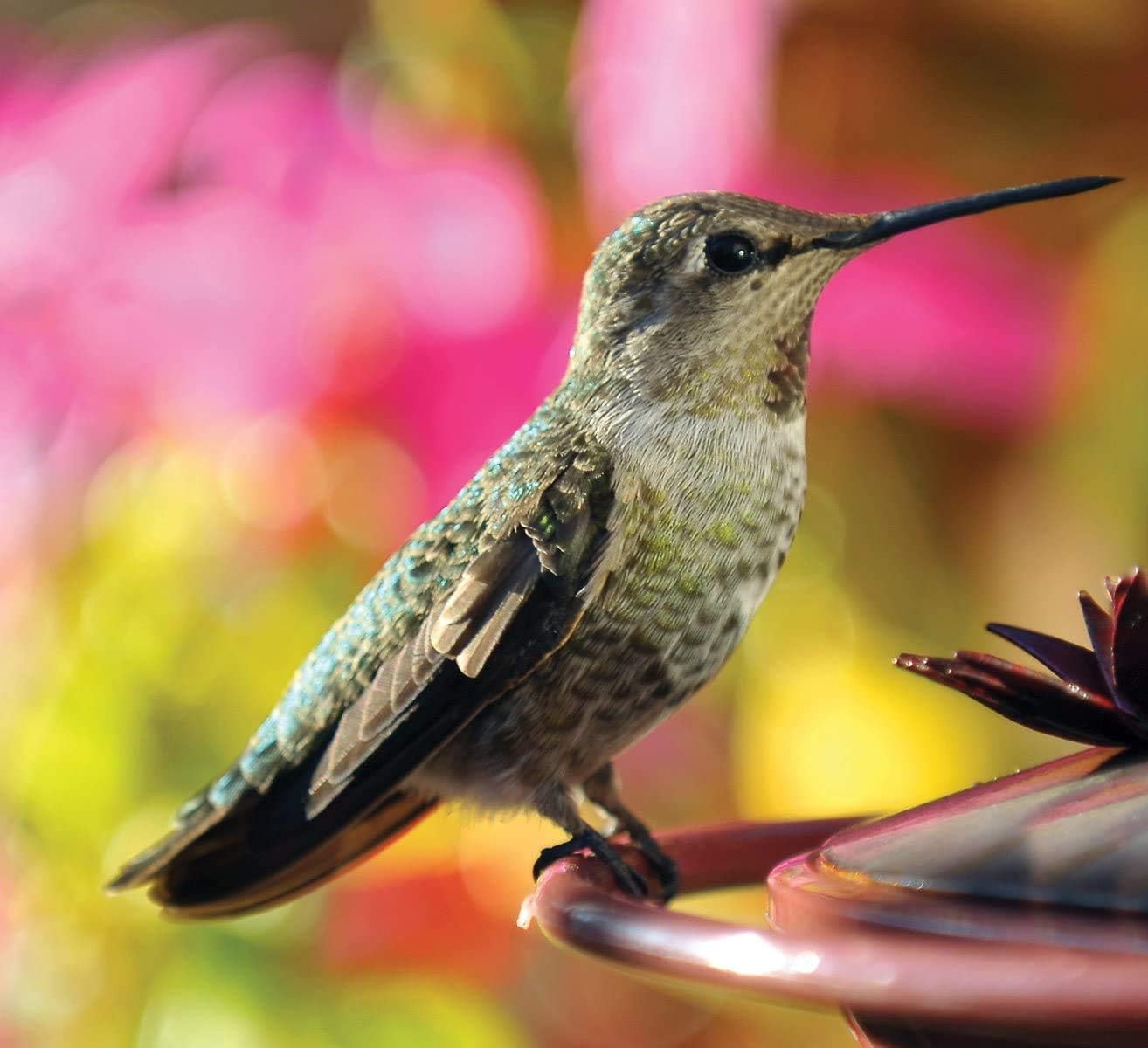 Audubon Park 1661 Hummingbird Food Nectar Powder, Contains (3) 3-Ounce Packets (Thrее Рack)
